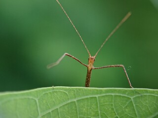green shield bug