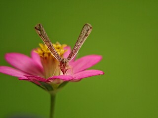 butterfly on pink flower