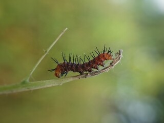 close up of a caterpillar