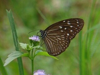 butterfly on a flower