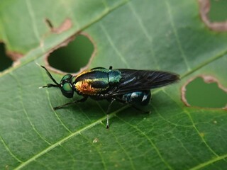 fly on leaf