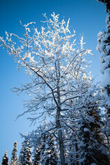 snow covered trees
