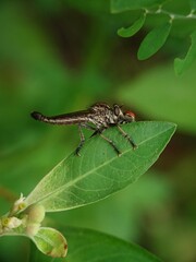 dragonfly on a leaf