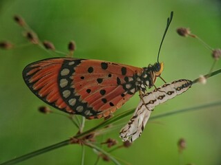butterfly on leaf