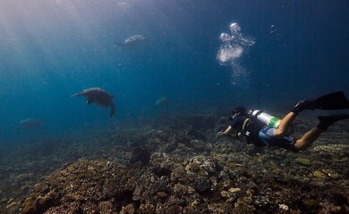 Fototapeta premium A diver watches Turtles on the Great Barrier Reef