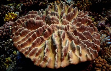 Naklejka na ściany i meble Corals on the Great Barrier Reef