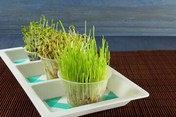 millet grain micro green sprout seeds for health concept