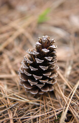 Single Pinecone in a Wooden Table