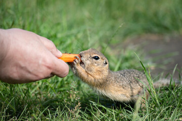Naklejka na ściany i meble cute beautiful little gopher funny takes a carrot from a person's hand. close-up