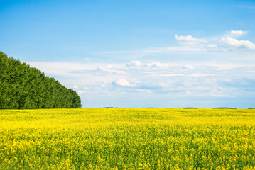 a yellow rapeseed field with a forest belt under a blue sky