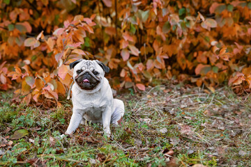 portrait of a young pug sitting among the red autumn foliage and smiling