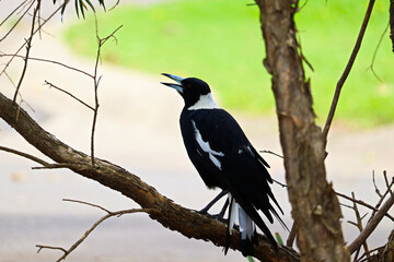 The Australian magpie (Gymnorhina tibicen) is a medium-sized black and white passerine bird native to Australia and southern New Guinea