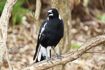 The Australian magpie (Gymnorhina tibicen) is a medium-sized black and white passerine bird native to Australia and southern New Guinea