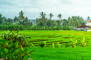 Rice field panorama in Bali, Indonesia