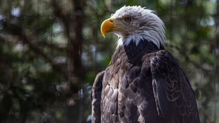 american bald eagle