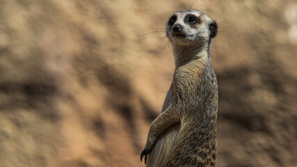 meerkat on guard