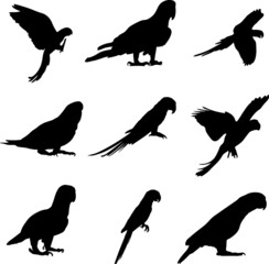 Parrot Silhouette Pack
