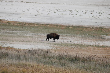 bison in park national park