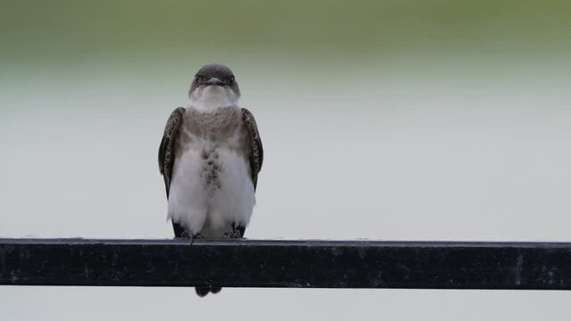 Detailed telephoto portrait shot of brown-chested martin, progne tapera turning its head, curiously looking around and staying alert to the surroundings.