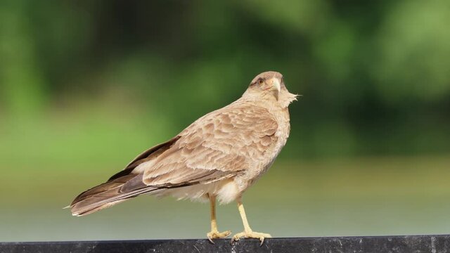 Close up shot of wild fierce chimango caracara, milvago chimango perching on metal fence, alerted by its surroundings and ready to catch some prey on windy sunny day.