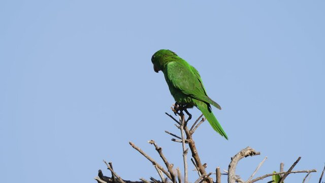 Wildlife nature shot of solo white-eyed parakeet; psittacara leucophthalmus, small green plumage parrot perched up high at the tip of tree branch, twisting its neck.