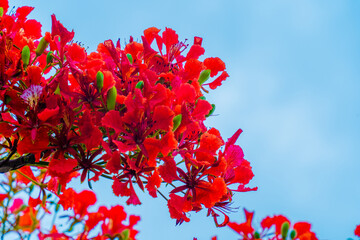 Summer Poinciana phoenix is a flowering plant species live in the tropics or subtropics. Red Flame...