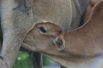 breastfeeding calf