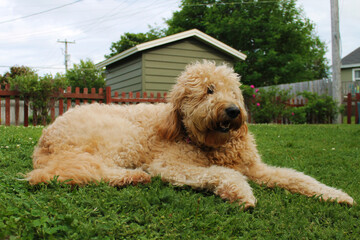 Goldendoodle lying in the grass