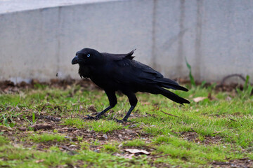 The Australian raven (Corvus coronoides) is a passerine bird in the genus Corvus native to much of southern and northeastern Australia