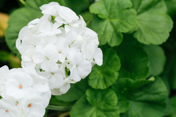 White geranium flower with copy space