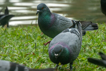 Colorful Pigeons playing in grass in Thailand
