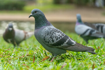 Colorful Pigeons playing in grass in Thailand