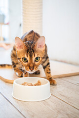 Bengal cat with large rosettes eats her food in a light room and licks her tongue
