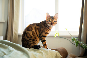 Bengal cat with large rosettes and green big eyes sits on a bed with soft green linens