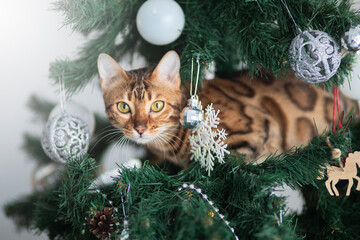 Bengal cat that looks like a tiger sits under the Christmas tree and waits for presents for Christmas