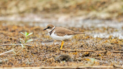 Little ringed plover