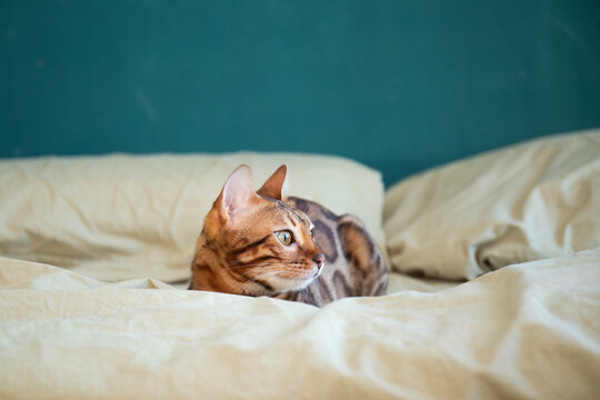 Bengal cat with large rosettes and green big eyes sits on a bed with soft green linens