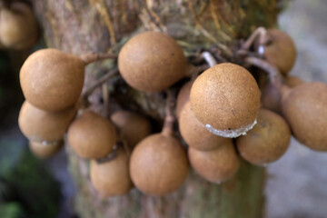 Kepel or burahol is a fruit-producing tree that is part of the flora of the identity of the Special...