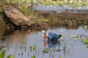 purple swamphen eating