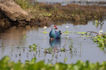 A beautiful bird standing between two flowers