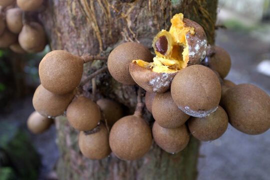 Kepel or burahol is a fruit-producing tree that is part of the flora of the identity of the Special Region of Yogyakarta. Kepel fruit is popular among the princesses of the palace in Java.