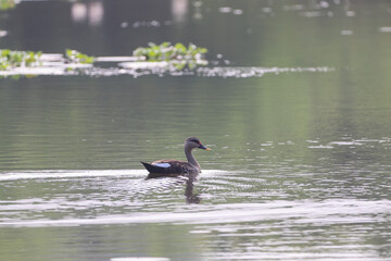 Indian spot billed duck