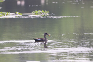 Indian spot billed duck