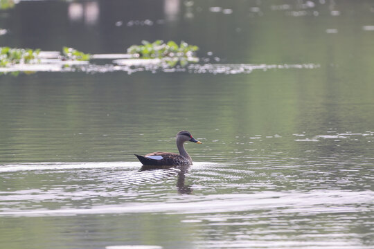 Indian Spot Billed Duck