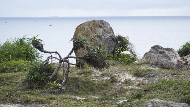 Slowly moving burned out sea pineapple plant in the Mui Ne bay Vietnam on a cloudy day. Steady shot