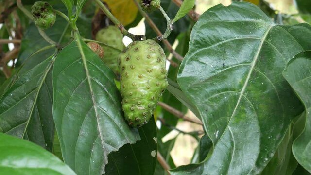 Fruits of Noni with green leafs. Beach mulbery. Great morinda. Indian mulbery.  Morinda citrifolia