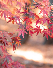 Naklejka na ściany i meble Autumn leaves Nature