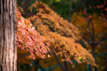 Autumn leaves  Nature