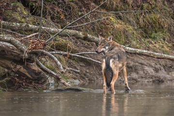 Grey Wolf, Canis lupus. Bieszczady, Carpathians, Poland.