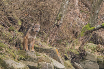 Grey Wolf, Canis lupus. Bieszczady, Carpathians, Poland.